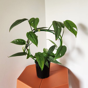 Cebu blue pothos