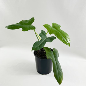 Philodendron bipennifolium-Fiddle Leaf Philodendron (Horse Head)