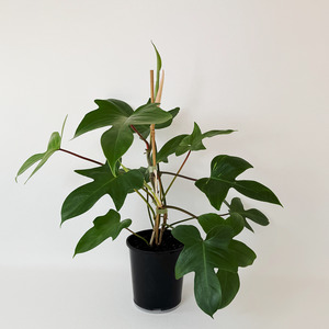 Philodendron Florida