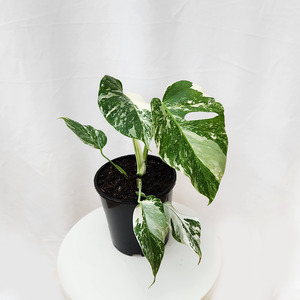 Variegated Monstera Borsigiana Albo