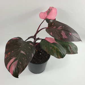 Pink Princess Philodendron
