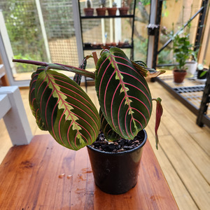 Air Purifying: Maranta leuconeura (Prayer plant)