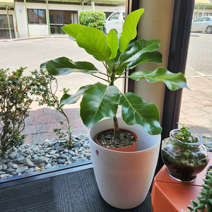 Air Purifying: Puka tree (Meryta sinclairii) with cover pot