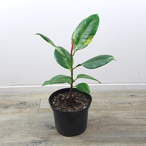 Air Purifying: Rubber Plant (Fiscus elastic)