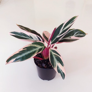 Air Purifying: Calathea triostar