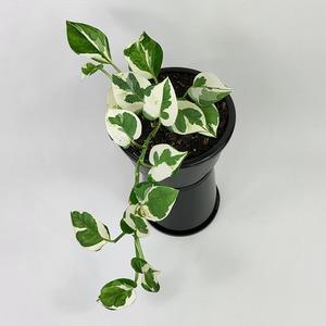 N'joy Pothos (Epipremnum Aureum)