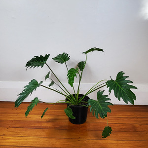 Air Purifying: Philodendron xanadu