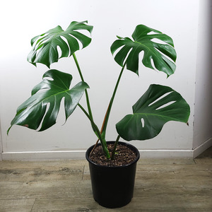 Air Purifying: Monstera deliciosa 5L