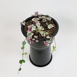 Variegated String of Hearts (Ceropegia woodii variegata)