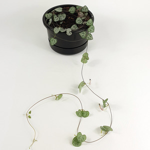 String of Heart (Ceropegia woodii)