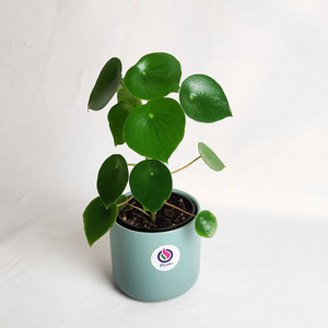 Foliage: Peperomia polybotrya in Ceramic Pot
