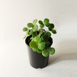 Peperomia hope