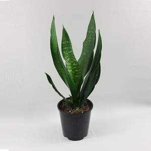 Snake Plant (Sansevieria Trifasciata Black Coral)