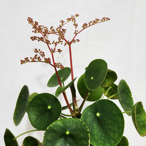 Chinese money plant, Pancake plant (Pilea Peperomioides)