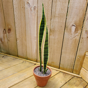 Snake Plant (Sansevieria Trifasciata Laurentii)