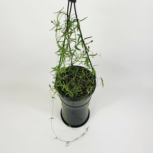 String of Bird Wings (Ceropegia linearis)