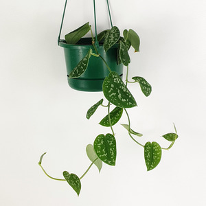 Silver Satin Pothos