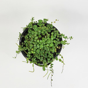 String of Turtles (Peperomia Prostrata)