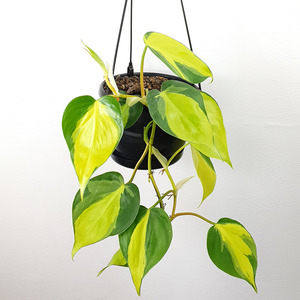 Philodendron brasil