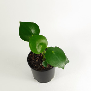 Peperomia polybotrya (Raindrop)