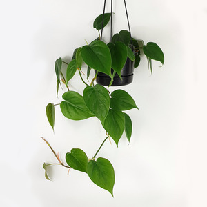 Heart-leaf Philodendron