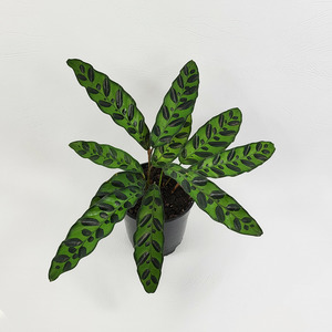 Foliage: Calathea insignis (Rattlesnake plant)