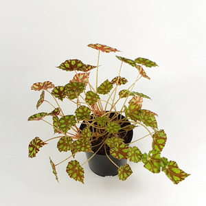 Foliage: Begonia Tiger Paws