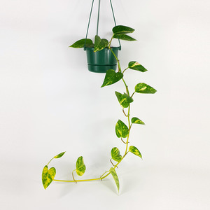 Foliage: Golden Pothos