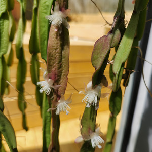 Pet Friendly: Chain cactus (Rhipsalis paradoxa)