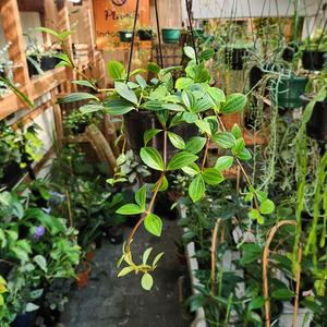 Pet Friendly: Beetle Peperomia (Peperomia quadrangularis)