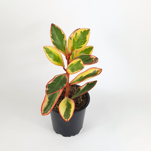 Pet Friendly: Peperomia tricolour