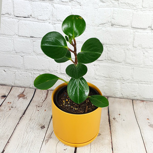 Baby Rubber Plant (Peperomia obtusifolia)