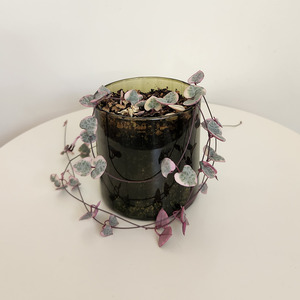 Succulent 10cm - Pots of Happiness collection