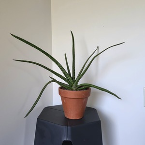 Ox tongue plant (Gasteria trigona)
