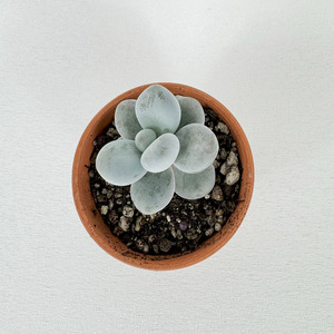 Succulent - Pots of Happiness collection