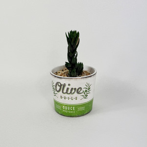 Haworthia Coarctata - Pots of Happiness collection