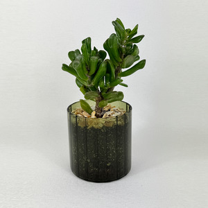 Ogre ear jade - Pots of Happiness collection