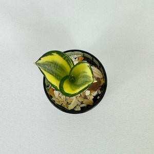 Snake plant - Pots of Happiness collection