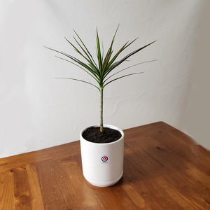 Easy Care: Dragon Tree in Ceramic Pot
