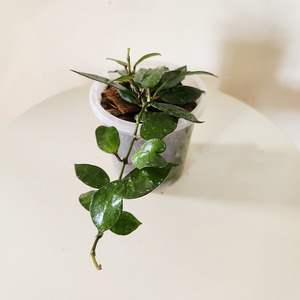 Trailing Plants: Hoya krohniana splash