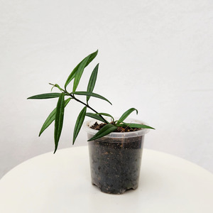 Trailing Plants: Hoya pauciflora