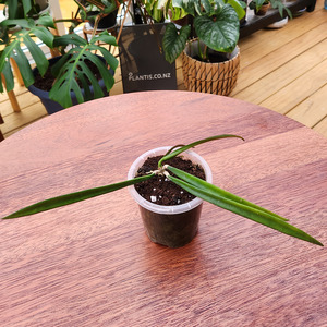 Trailing Plants: Hoya longiflora