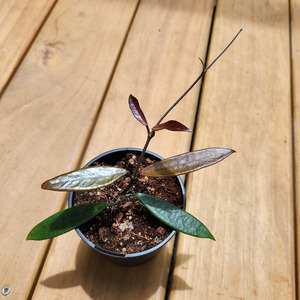 Hoya chimeric minibelle (pink flower)