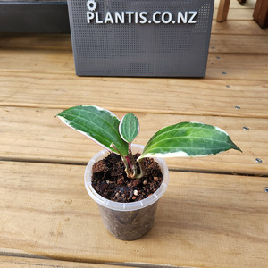 Trailing Plants: Hoya latifolia 'Albomarginata' (Previously hoya macrophylla 'Albomarginata')