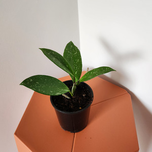 Hoya pubicalyx 'Pink Silver'