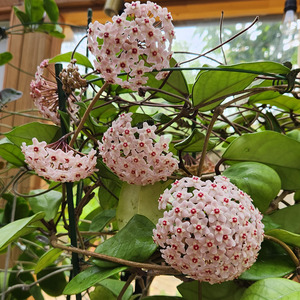 Trailing Plants: Hoya dasyantha