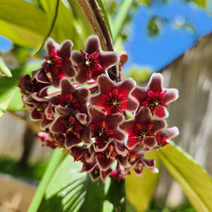 Hoya pubicalyx 'Royal Hawaiian Purple'