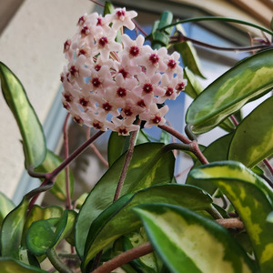 Trailing Plants: Hoya krimson princess