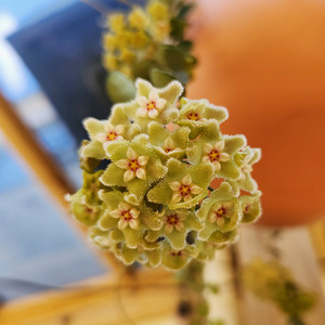 Hoya serpens