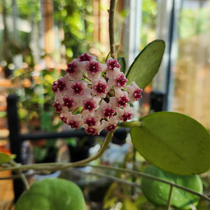 Hoya ovobata